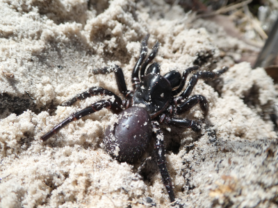 spider venom