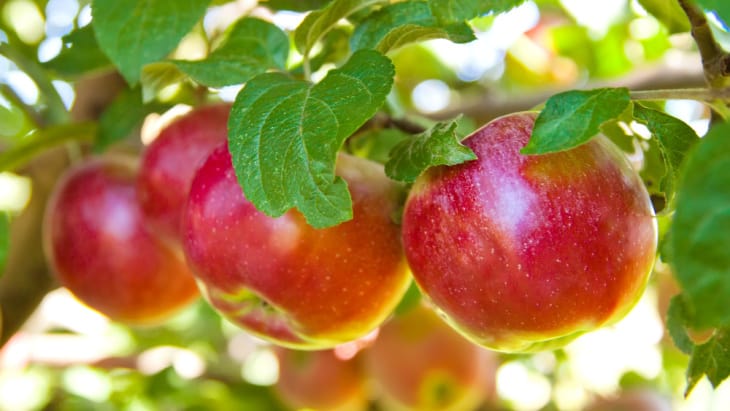 fruit study