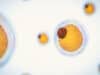 How immune cells use fat to fight infection