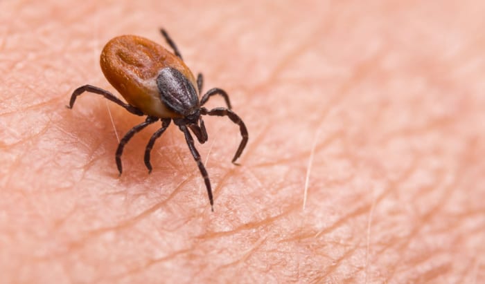 ticks