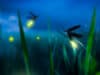 Synthetic firefly’s glow lights new path to disease detection