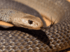 Venomous Bites and Stings Day a timely reminder