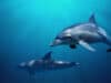 Stranded dolphins show signs of Alzheimer’s