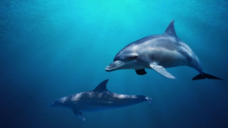 stranded dolphins
