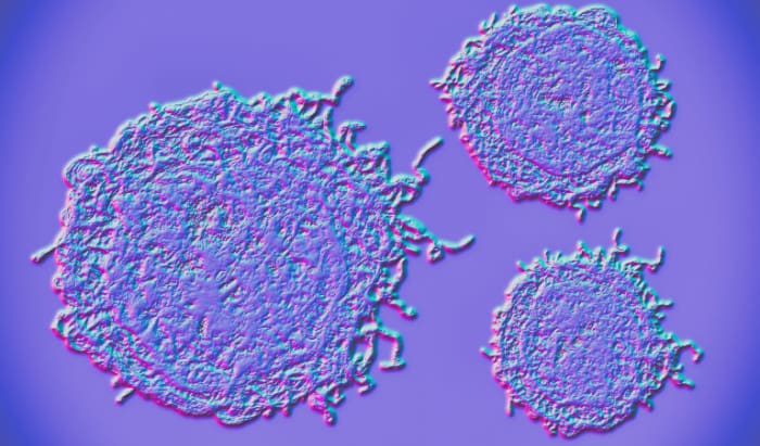 cells