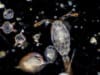 Zooplankton inspire marine robots