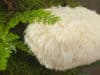 Mushrooms magnify memory by boosting nerve growth