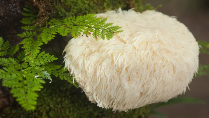 mushrooms magnify