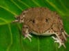 Frogs could spawn a new treatment for type 2 diabetes