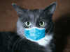 Cats & Covid