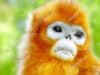 Cold climate adaptations promoted social evolution