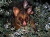 Innovative tool predicts Buruli ulcer outbreaks