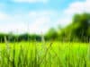 The worst hay fever is coming!