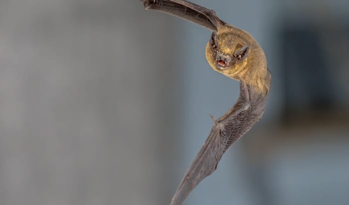 bats