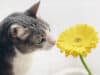 Keeping your flower arrangements feline-friendly