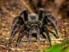 Spider venom for MND research receives funding