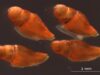 New venom discovery from deadly cone snails
