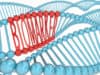 MS: new biomarker discovered
