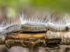 The life threatening dangers of Oak Processionary Moths