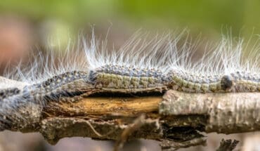 Oak Processionary Moths