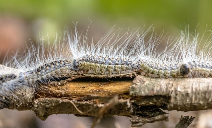 Oak Processionary Moths