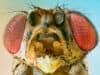 The impact of air pollution on insect health