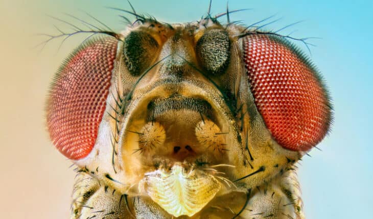 insect decline