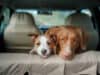 Safe car travel for you and your pet