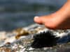 Embedded sea urchin spines and jelly fish stings