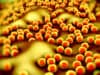 What makes Golden staph so dangerous for sepsis patients?