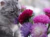 The secret behind your cat’s sense of smell