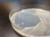 Scientists construct a synthetic yeast genome