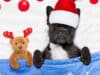 Top 7 Christmas foods you should never give your dog