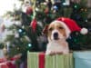 How to have a pet-friendly Christmas