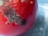 Aspergillus fumigatus: Unveiling Disease Mechanisms