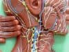 New AI model detects ninety percent of lymphatic cancer cases