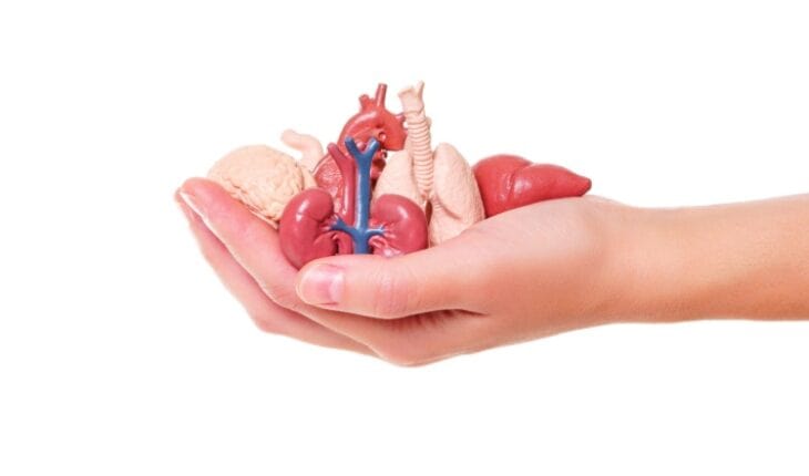 lab-created human organs