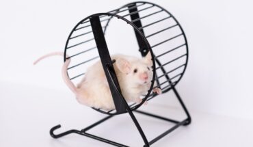 slow cognitive decline