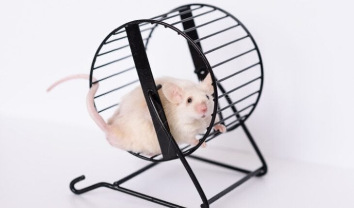 slow cognitive decline