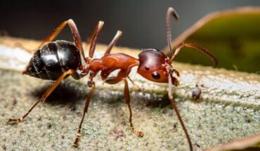 electrical sting