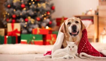Pet-friendly Christmas