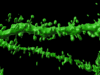 New lipid-based pathway discovered as key to memory formation